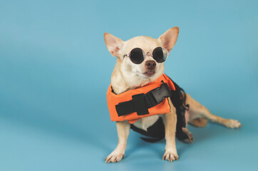 cute brown short hair chihuahua dog wearing sunglasses and orange life jacket, on blue background. Baywatch dog. Pet Water Safety.