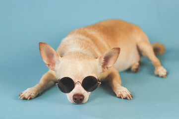 sleepy brown chihuahua dog wearing sunglasses lying down  on blue background. summer traveling concept.
