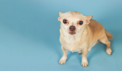  cute brown short hair Chihuahua dog sitting on blue background with copy space and looking up at camera.