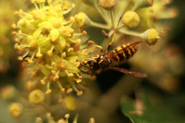 Wasp on flower