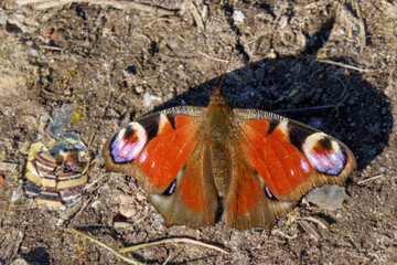 Peacock eye in the sun