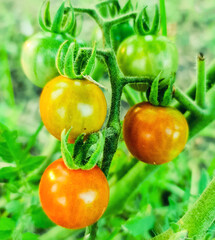 Fototapeta na wymiar Ripe tomato plant growing in greenhouse. Blurry background. Close-up