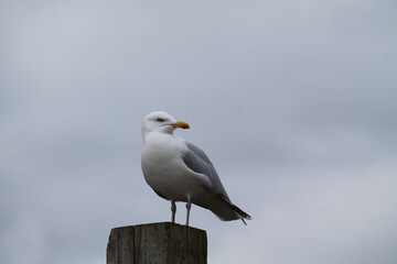 A Coastal Seagull Standing on a Wooden Post.