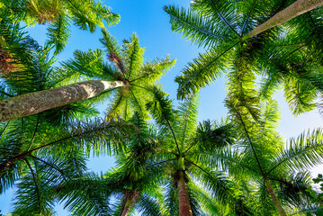 Fototapeta na wymiar Royal Palm Tree, A Cuban National Symbol