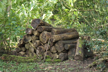 A Pile of Wood Logs Left as a Natural Insect Habitat.