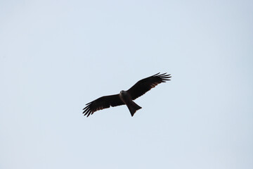 Fototapeta na wymiar Rapace