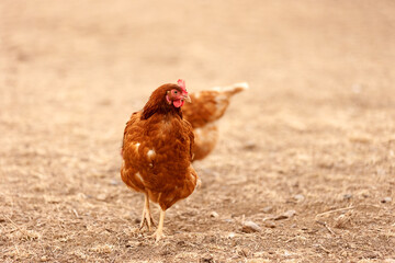 free range organic brown chicken on a farmers field