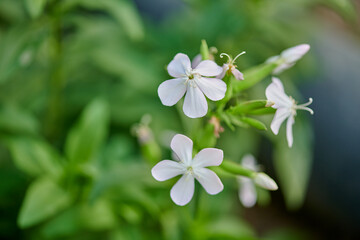 white flower close-up grows in the summer cottage