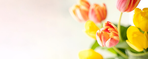 Yellow and red and yellow tulips on a light background. Spring flowers. Spring mood. Graphic resources. Free space for text, Banner.
