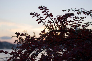 Sunset and clouds through small trees