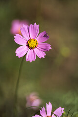 Fototapeta premium コスモスのクローズアップ