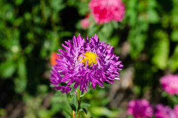 Spring field flowers. Flower bed. Centauréa. Knapweed.