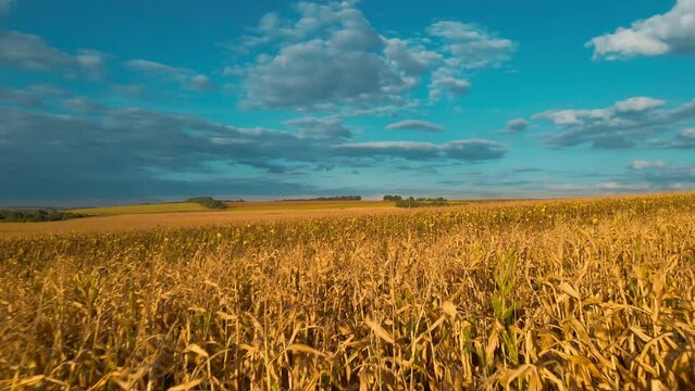 aerial footage drone flight over yellow field of corn in Ukraine rural agricultural countryside. Harvest season, food stocks farming. Ukraine global leader and exporter in agricultural food production