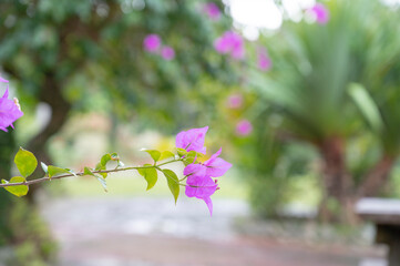 ブーゲンビレアの花