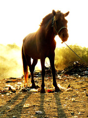Obraz premium horse in the backlight with garbage