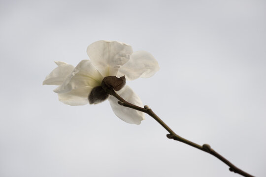 close up of blossoming white magnolia flower on branch in early spring