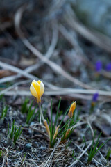 The first spring crocus flowers