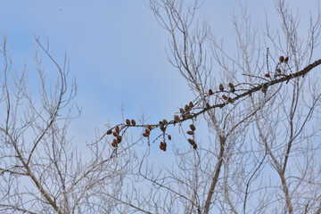 bare trees without leaves in winter against the blue sky