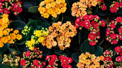 Obraz na płótnie Canvas Lantana Flowers Background Top View