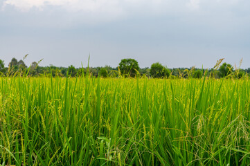 Rice field in Thailand and Blue Sky Background