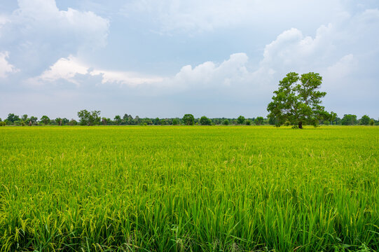 Rice field in Thailand and Blue Sky Background