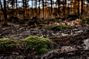 Kłoda leżąca w lesie obrośnięta mchem w klimacie darkmood