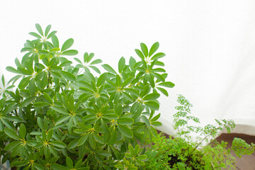 観葉植物　窓際のカポック
