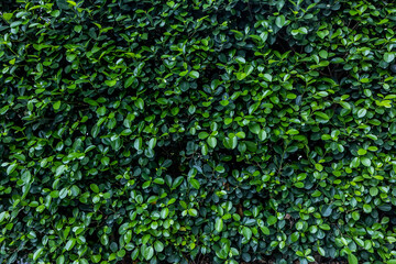 green background