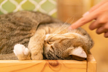 眠る猫