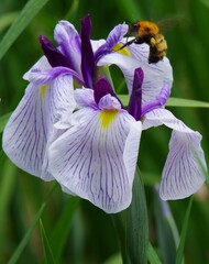 菖蒲と蜂