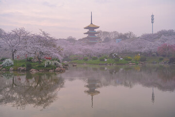 Early Spring Scenery of Cherry Blossom Garden in East Lake Scenic Area, Wuhan City, Hubei Province