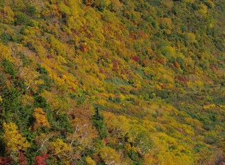 山の紅葉