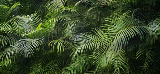 Naklejka na ściany i meble closeup of beautiful palm leaves in a wild tropical palm garden, dark green palm leaf texture concept full framed, wallpaper decoration