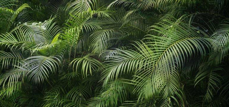 closeup of beautiful palm leaves in a wild tropical palm garden, dark green palm leaf texture concept full framed, wallpaper decoration © winyu