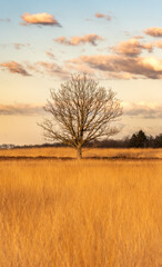 Samotne drzewo o zachodzie słońca w ciepłej tonacji - obrazy, fototapety, plakaty