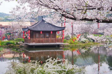 Early Spring Scenery of Cherry Blossom Garden in East Lake Scenic Area, Wuhan City, Hubei Province