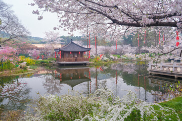 Early Spring Scenery of Cherry Blossom Garden in East Lake Scenic Area, Wuhan City, Hubei Province