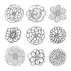 Set of buds of garden flowers line art. Vector botanical illustration. Rose, chrysanthemum, tulip, daisy. Black and white graphics. Isolated elements. Natural plant.
