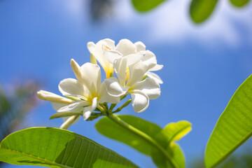 Fototapeta premium Opening white buds of a frangipani flower on a tree against a blue sky