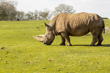 Obraz premium White Rhinoceros, Rhino, Ceratotherium simum, grazing on a sunny day