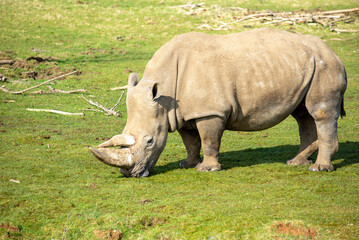 Fototapeta premium White Rhinoceros, Rhino, Ceratotherium simum, grazing on a sunny day