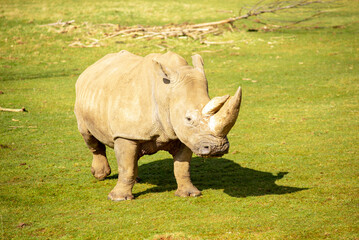 White Rhinoceros, Rhino, Ceratotherium simum, grazing on a sunny day