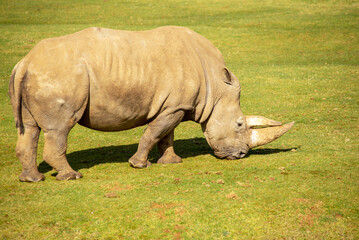 Fototapeta premium White Rhinoceros, Rhino, Ceratotherium simum, grazing on a sunny day
