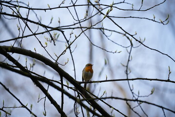 Robin birds sitting on a branch, Erithacus rubecula, robin redbreast