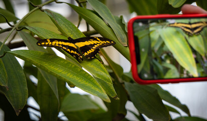 schmetterling auf einem blatt von einem smartphone fotografiert