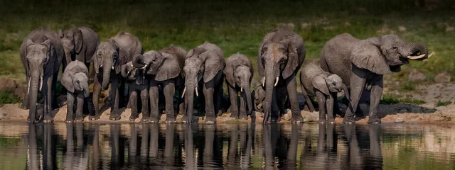 Deurstickers Olifant kudde olifanten