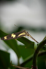 butterfly on a leaf