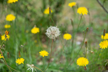 field of dandelions