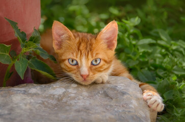 Cute red tabby cat kitten resting on a rocky wall and looking attentively with beautiful blue coloured eyes, Greece