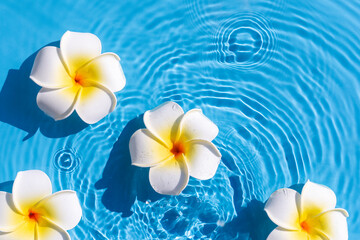 Tropical frangipani flowers on a blue water background. Top view, flat lay